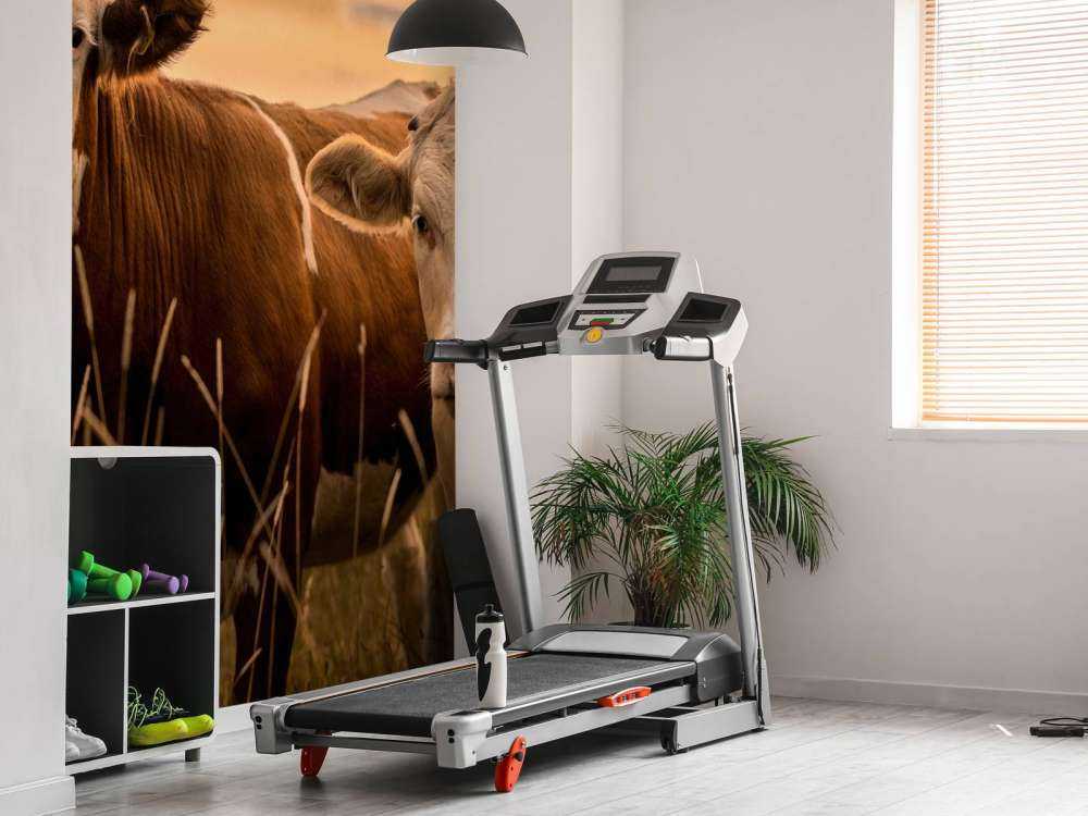 Koeien in de avondzon