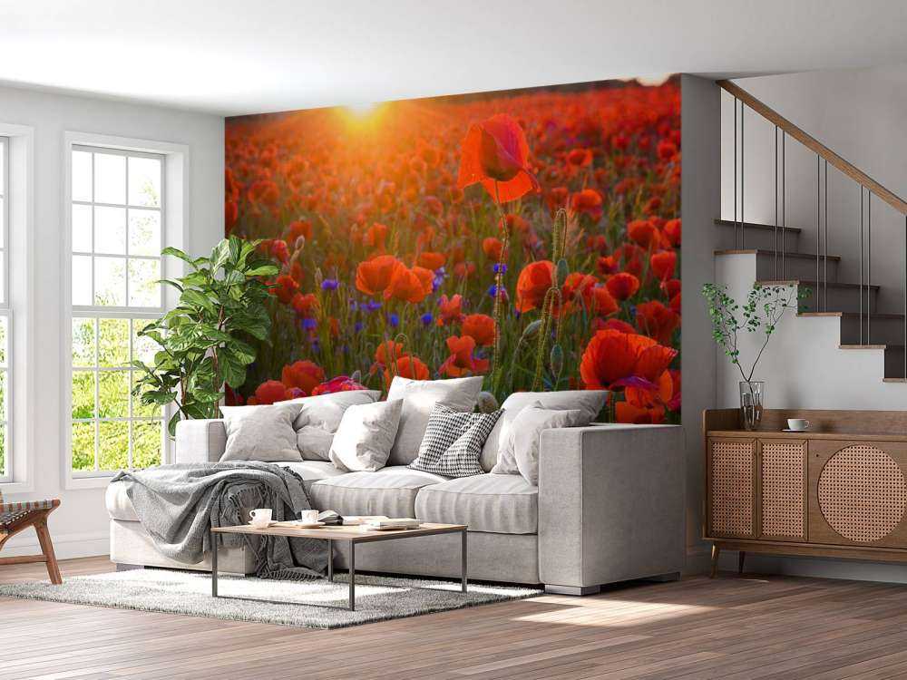 Klaprozen met opkomende zon