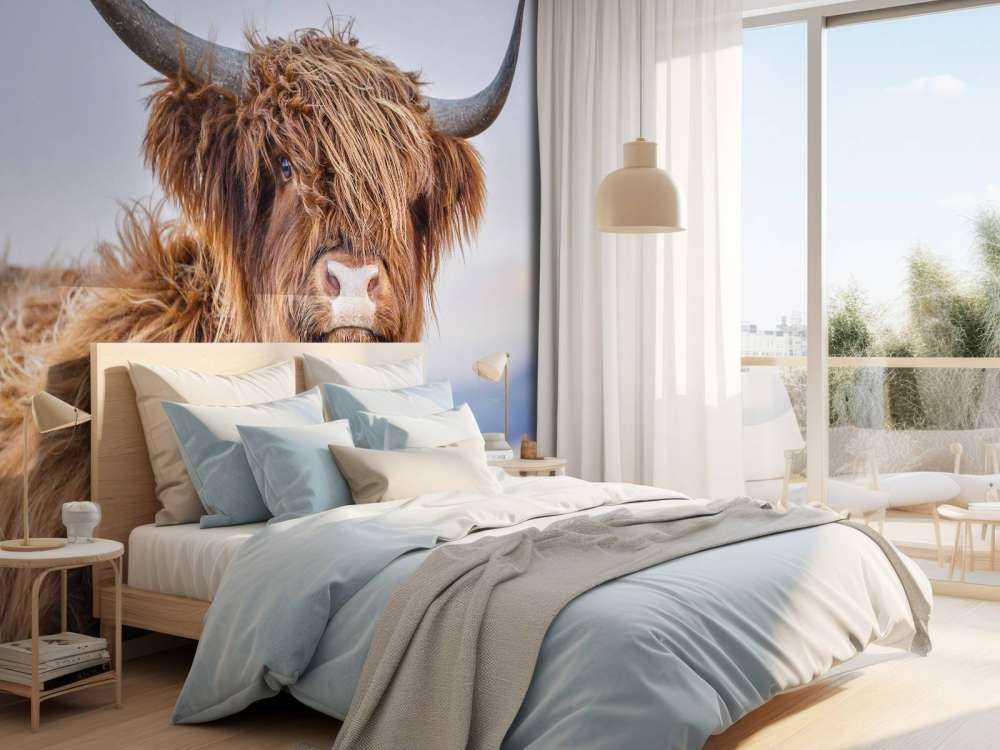Starende Schotse hooglander