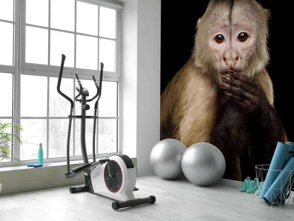 Kapucijnaap met een zwarte achtergrond