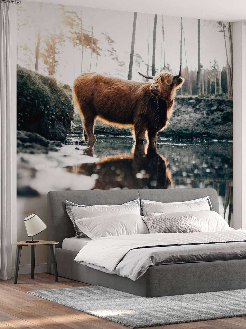 Schotse hooglander in het water