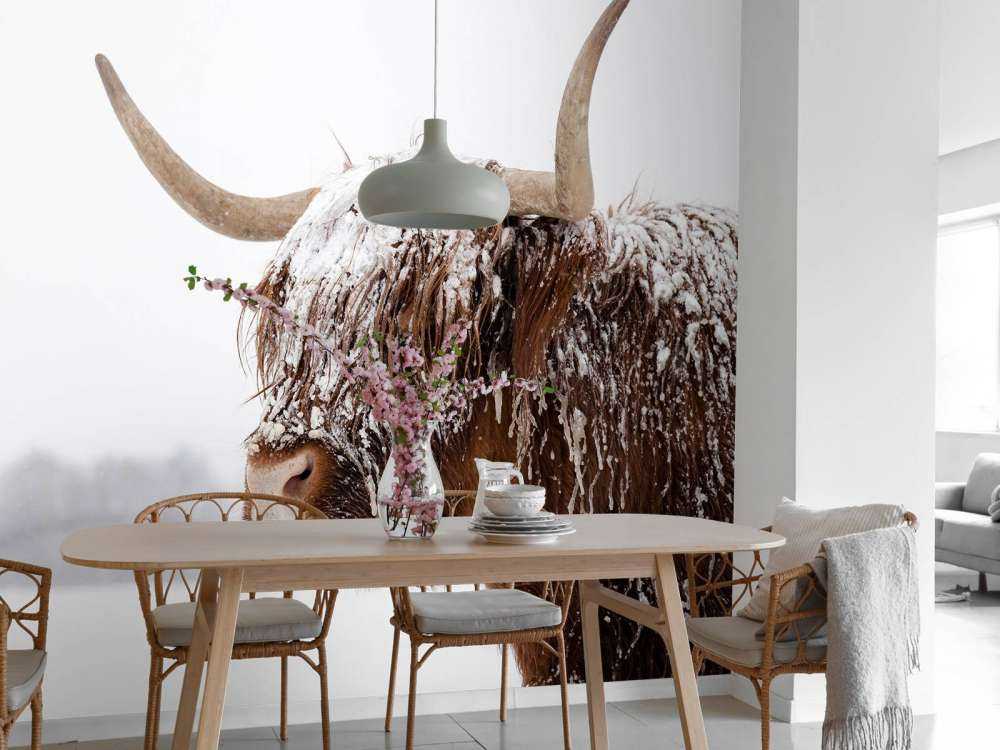 Schotse Hooglander in de sneeuw