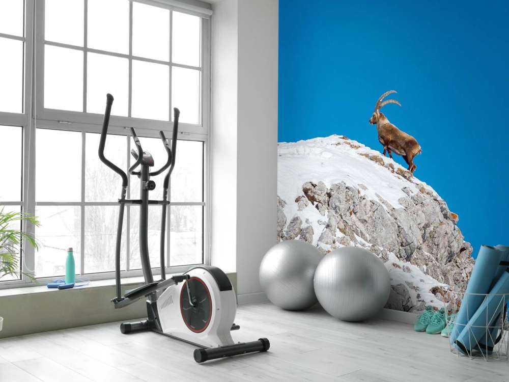 Steenbok op besneeuwde rotspiek