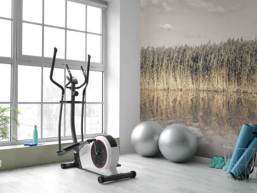 Tall reeds lining the banks of a calm canal