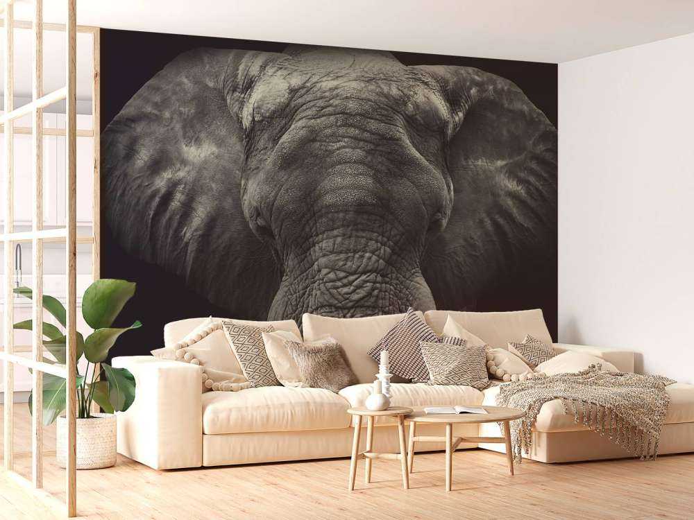 Close-up van een olifant