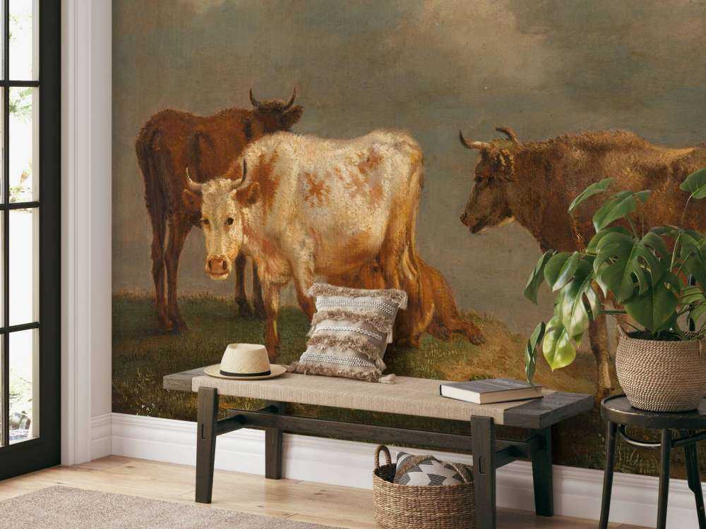 Vier jonge stieren in de wei