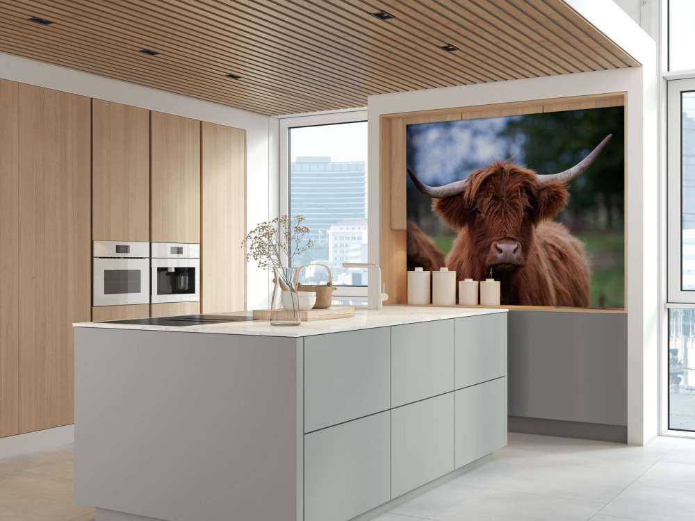 Bruine Hooglander van dichtbij