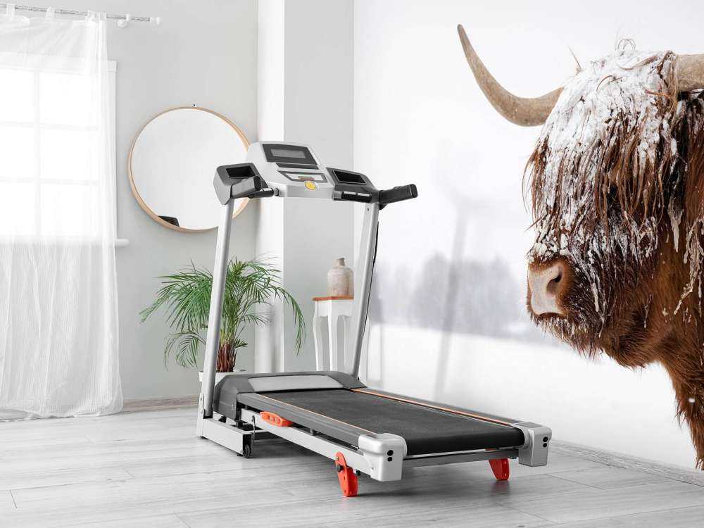 Schotse Hooglander in de sneeuw