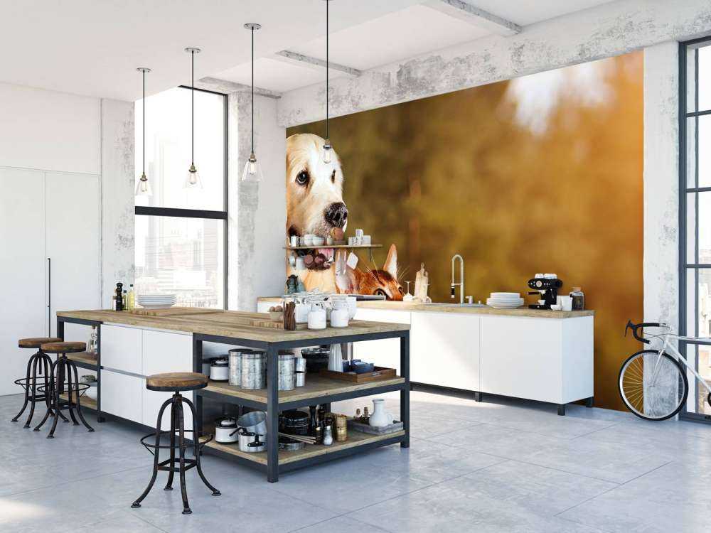 Hond en kat kijken naar boven