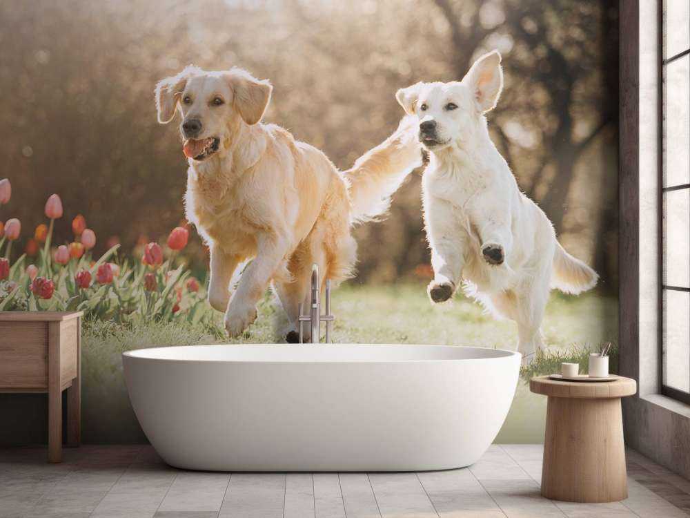 Honden in een parkje