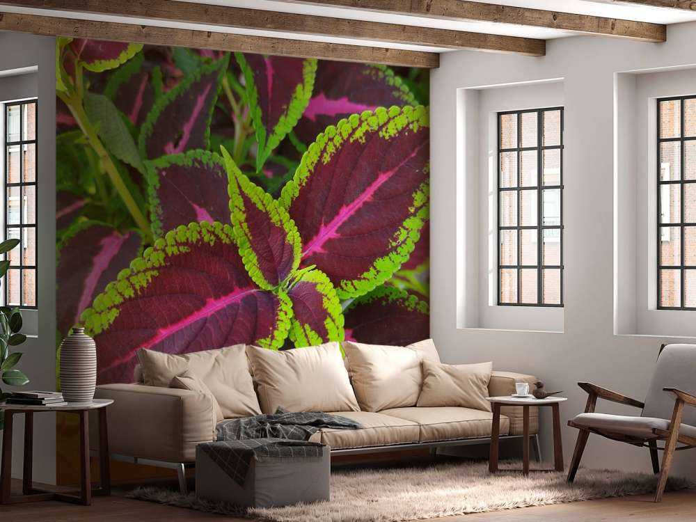 Close-up gekleurde plant