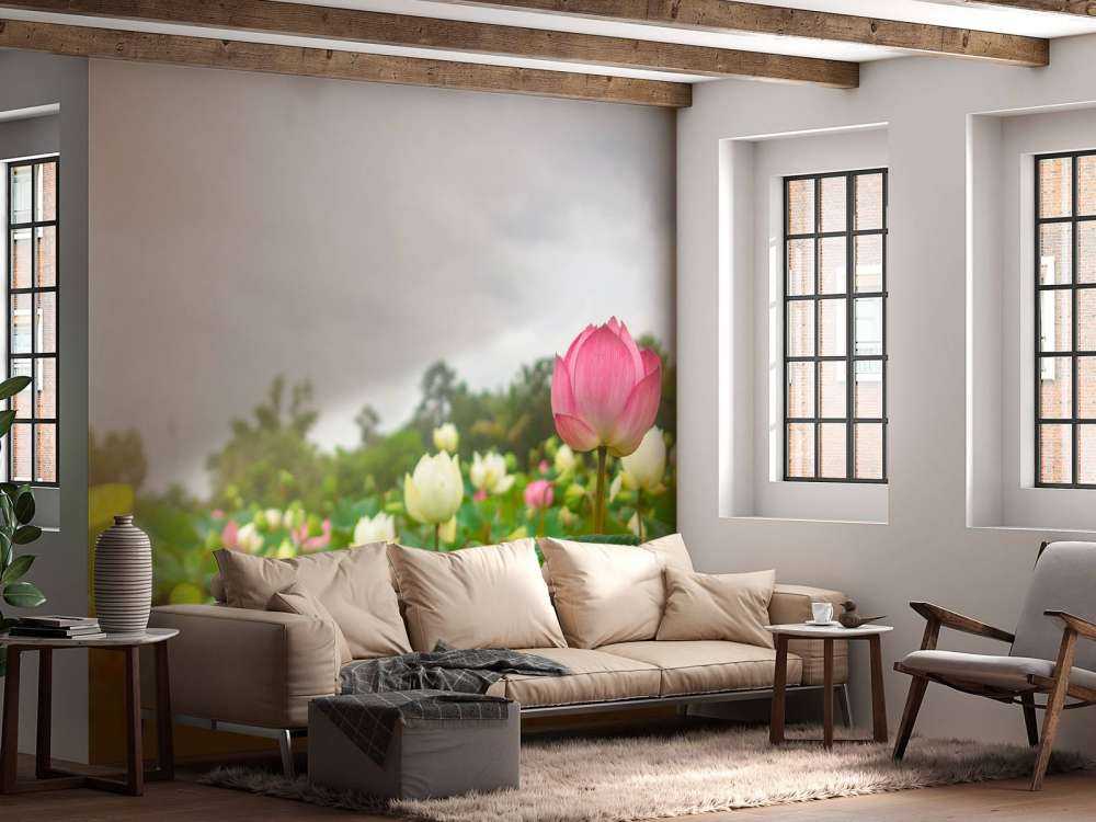 Roze en witte lotusbloemen