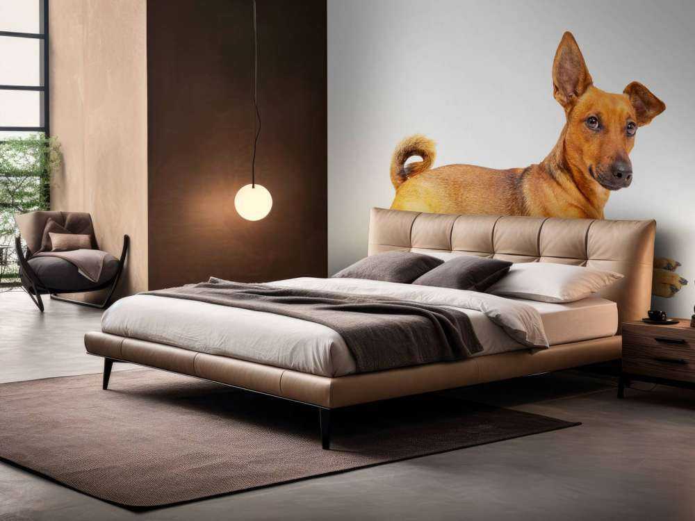 Schattige hond