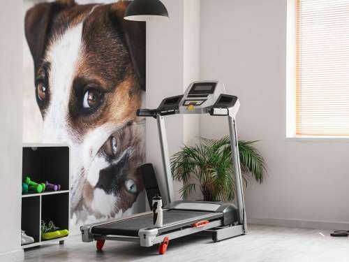 Hond en kat