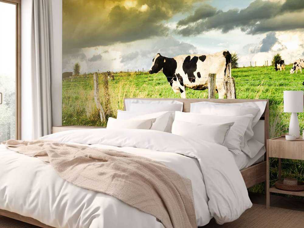 Koe tijdens zonsondergang