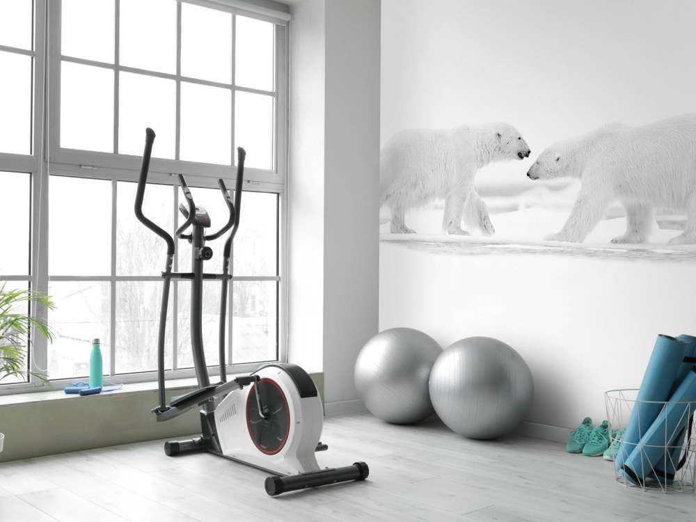 Twee grote ijsberen met een witte achtergrond