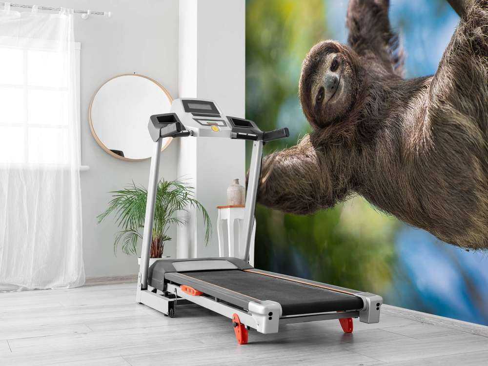 Gelukkige luiaard in het oerwoud