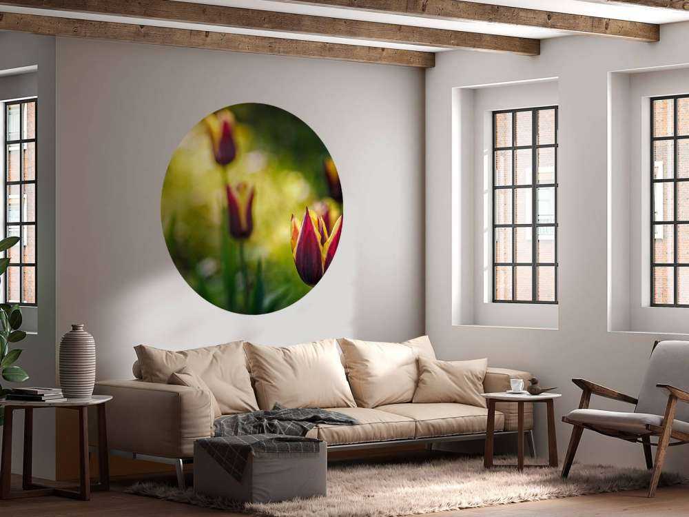 Rood-gele tulpen close-up