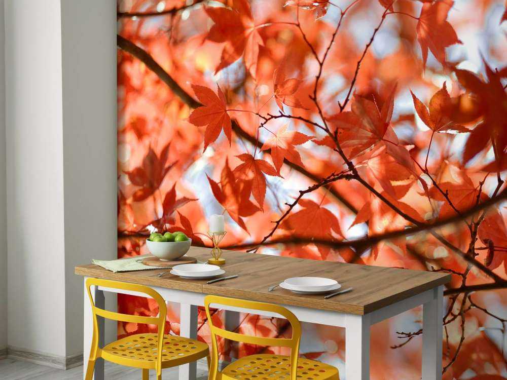 Kleurrijke herfstbladeren