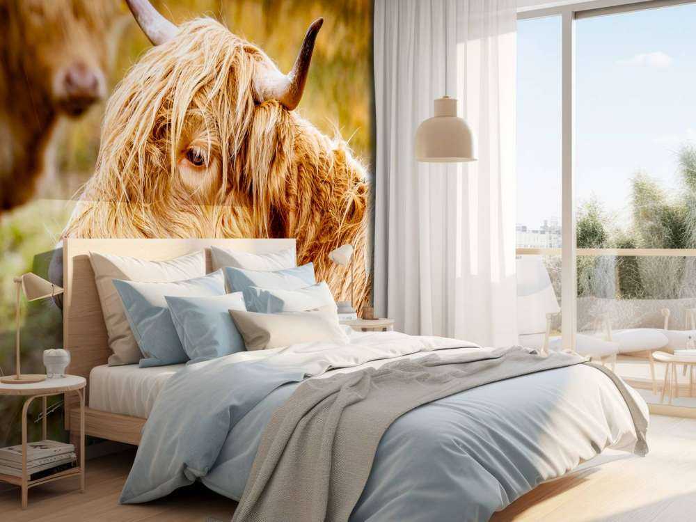 Hooglanders in de Weide