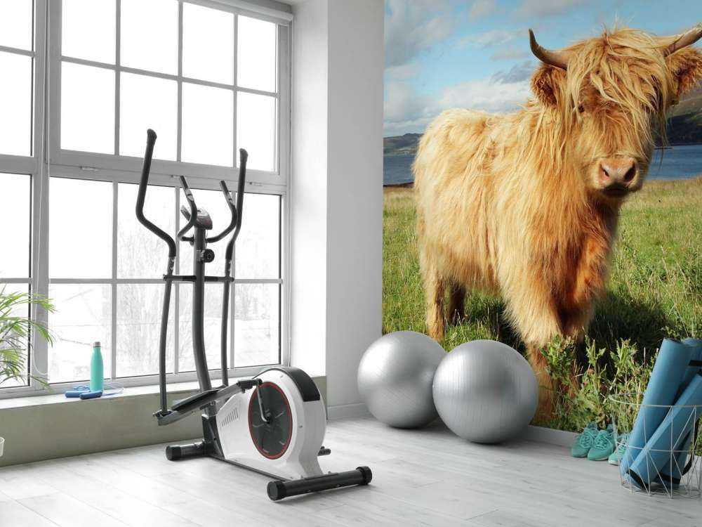 Schotse Hooglander in de natuur