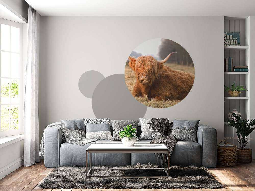 Liggende Hooglander in Wei