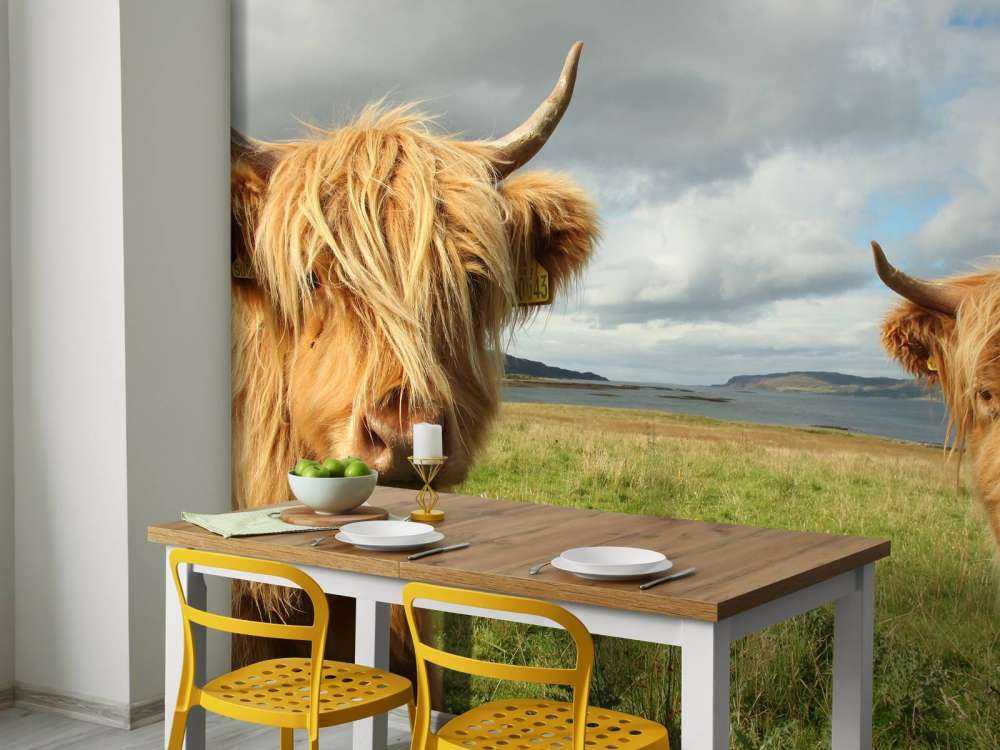 2 Schotse Hooglanders