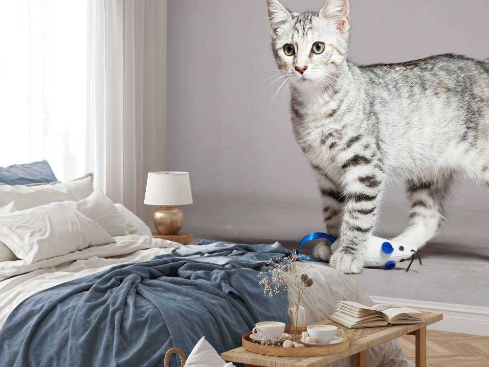 Schattig lichtkleurig katje
