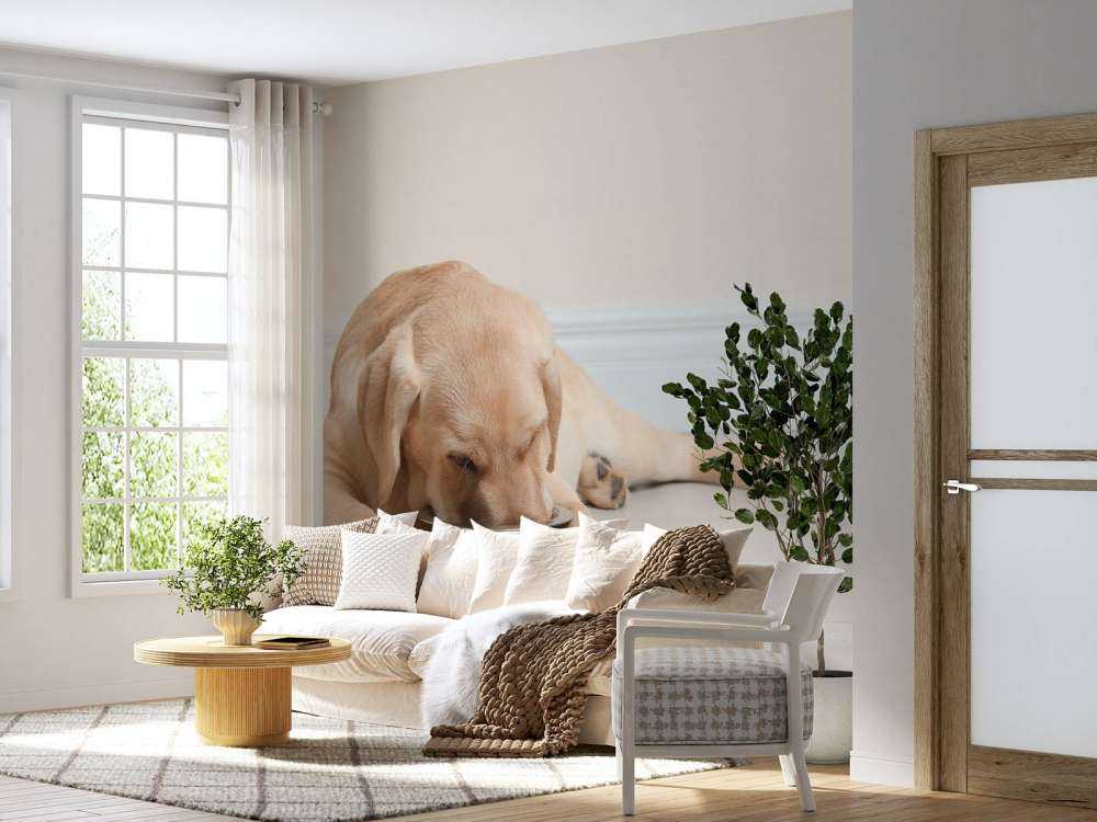 Schattige labrador is aan het eten