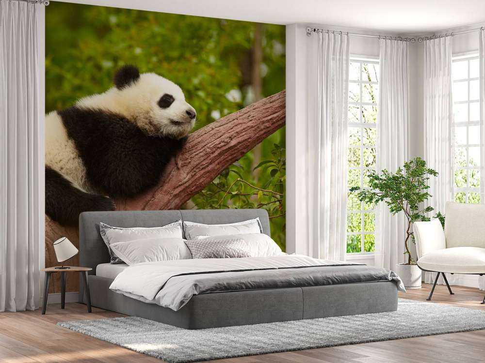 Slapende panda in een boom