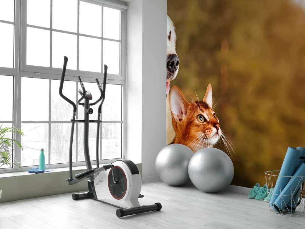 Hond en kat kijken naar boven