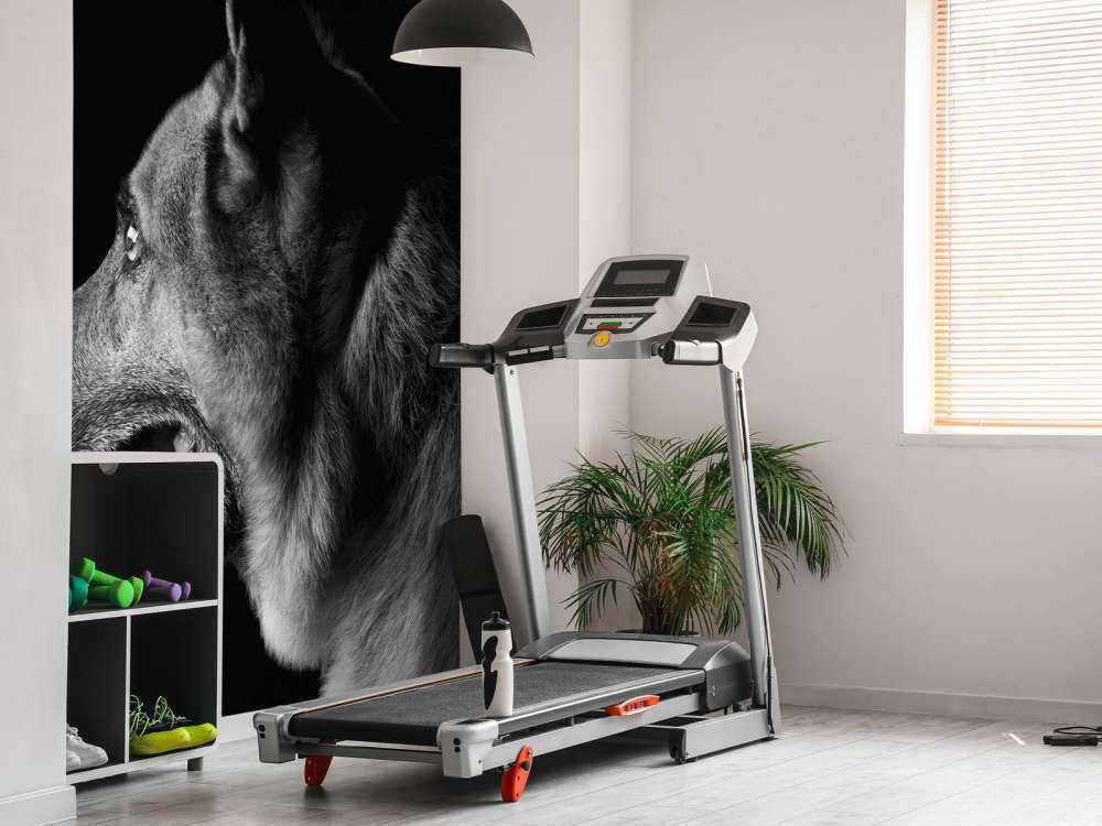 Duitse herdershond met een zwarte achtergrond