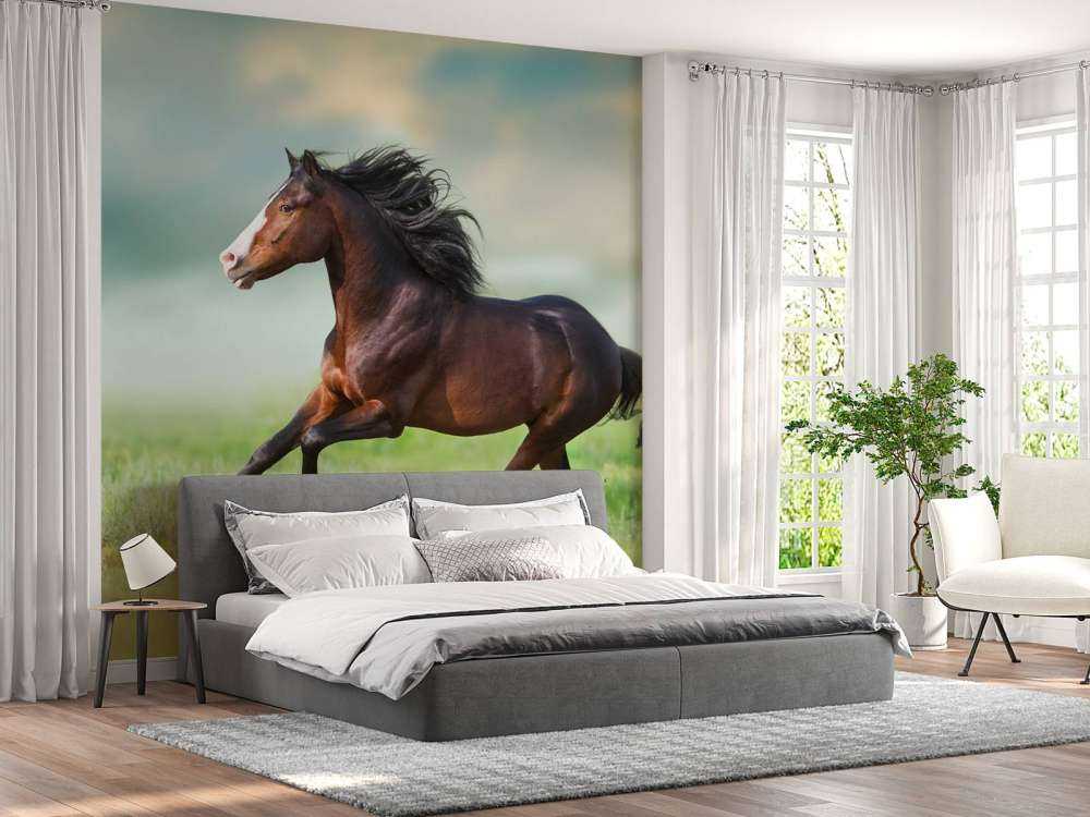 Paard aan het rennen