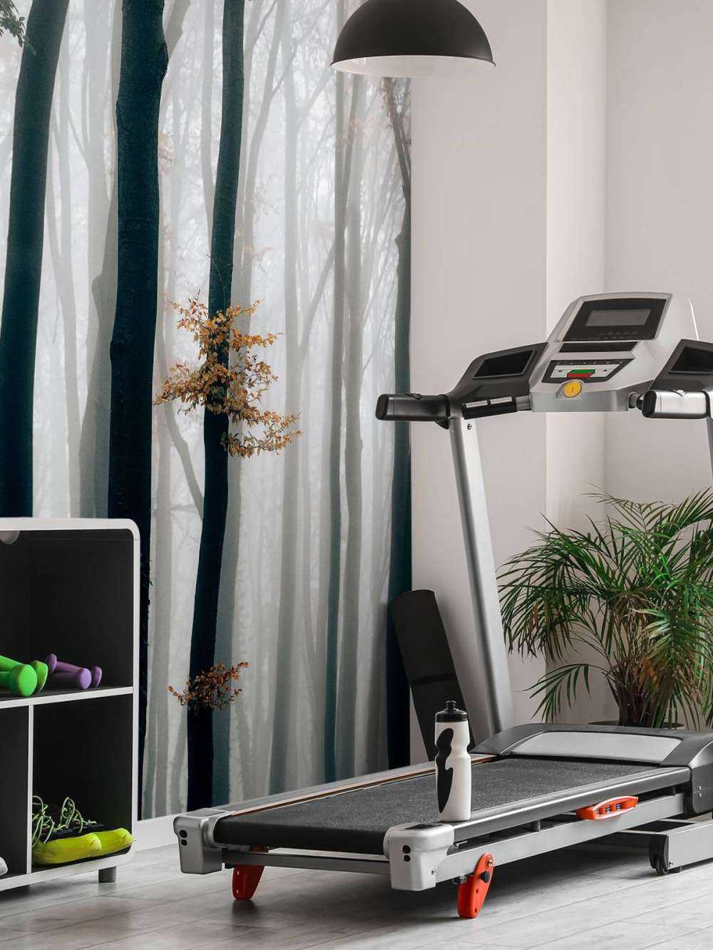 Mist in het beukenbos