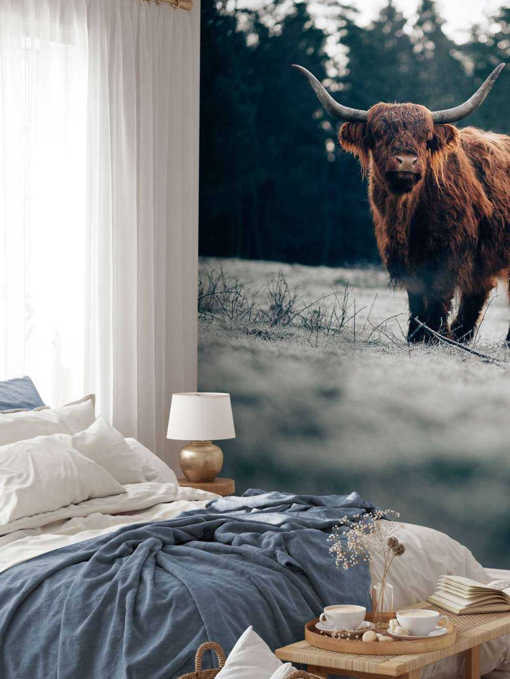 Oude schotse hooglander