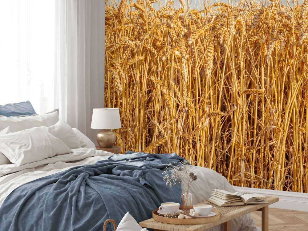 Golden wheat under brooding skies