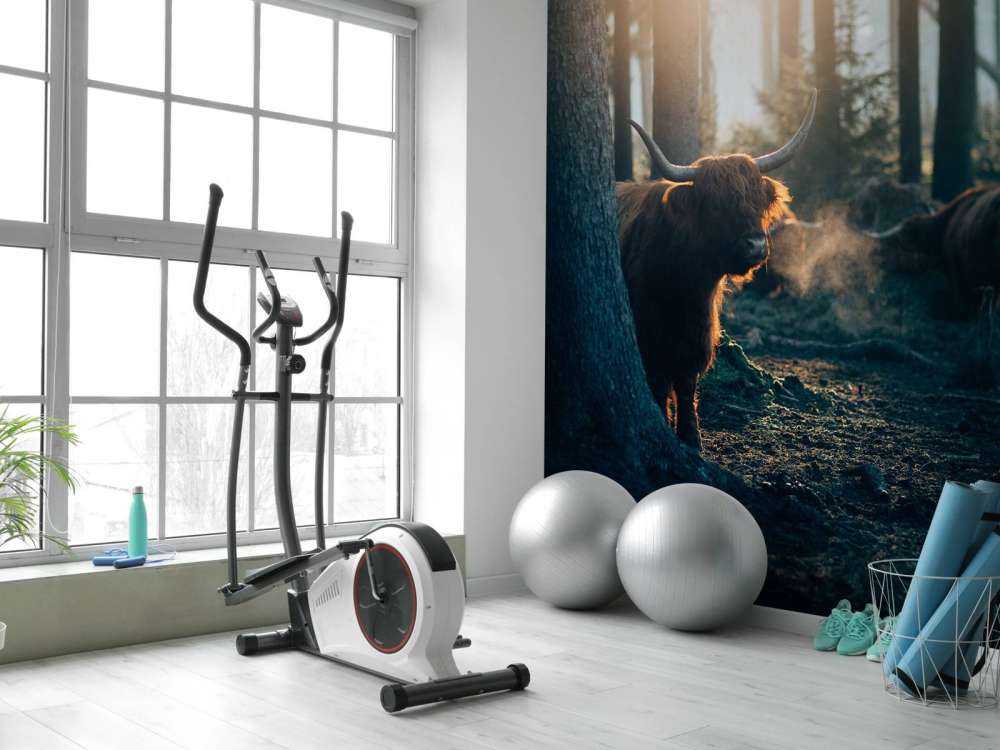 Schotse hooglander in ochtendlicht