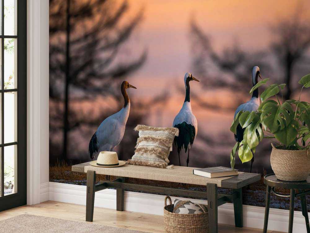 Kraanvogels bij zonsondergang