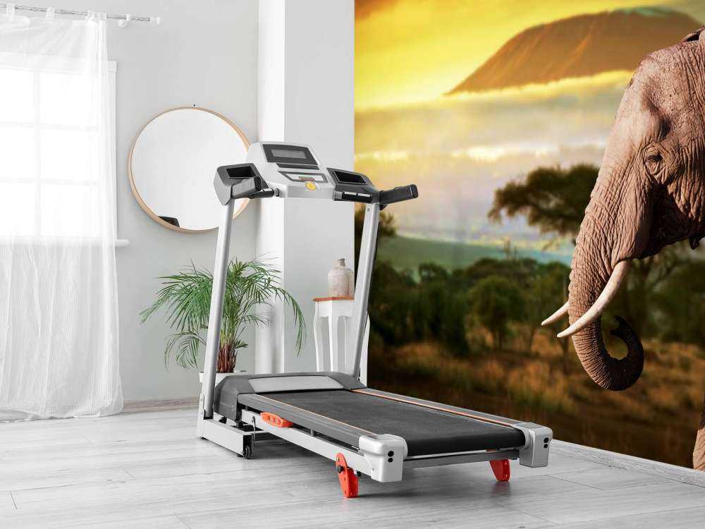 Olifant in een savanne landschap bij zonsondergang