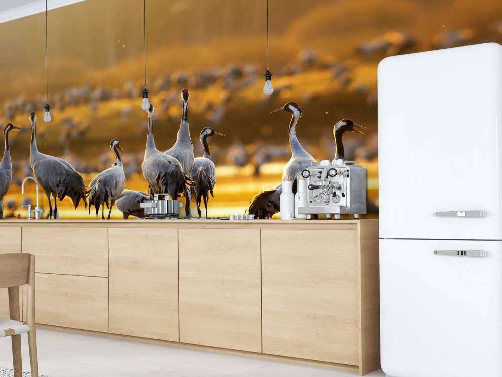 Kraanvogels in de ochtend