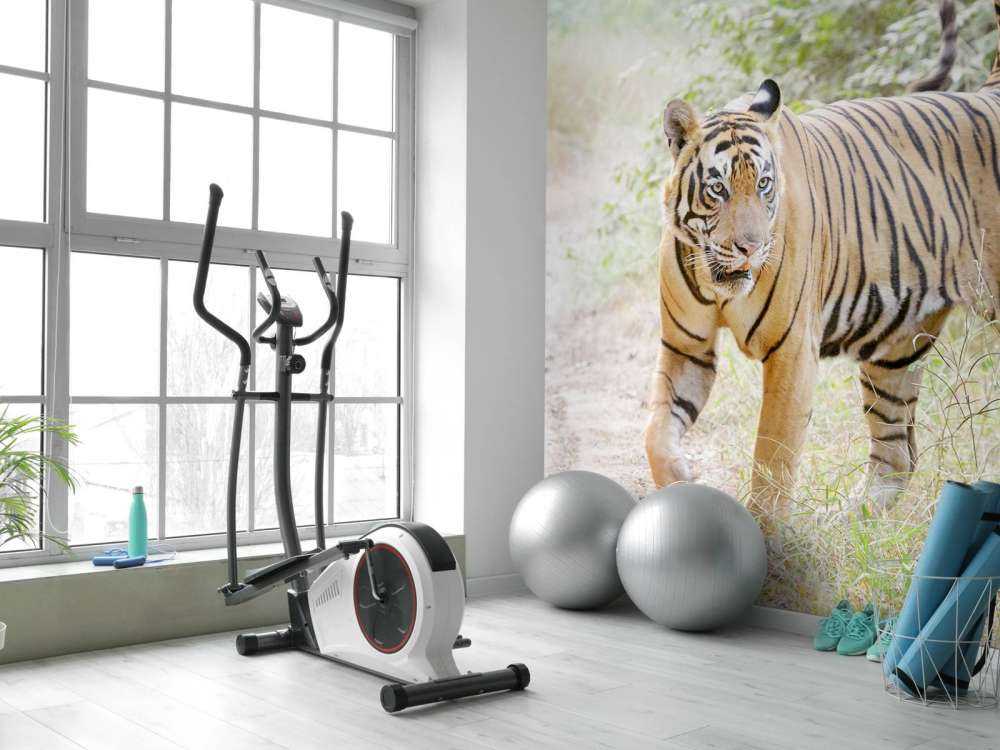 Bengaalse Tijger lopend in woud