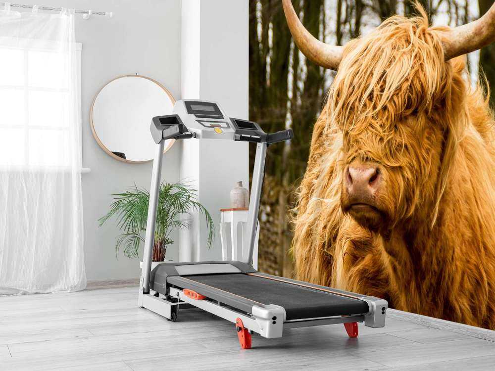 Schotse Hooglander met Bomen op achtergrond