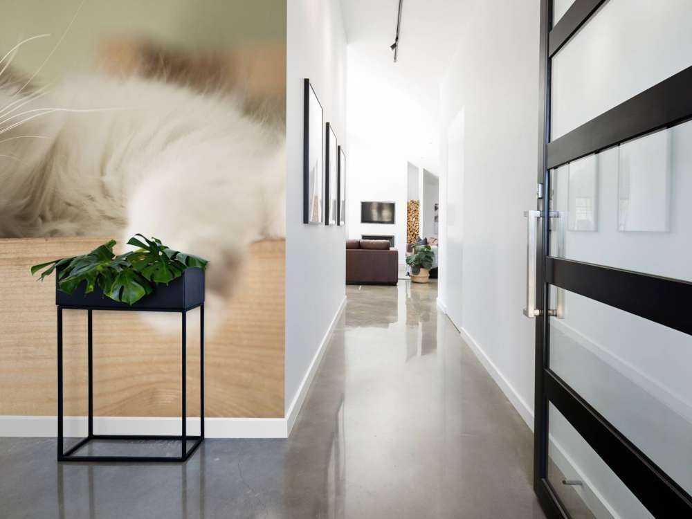 Close-up van een slapende kat