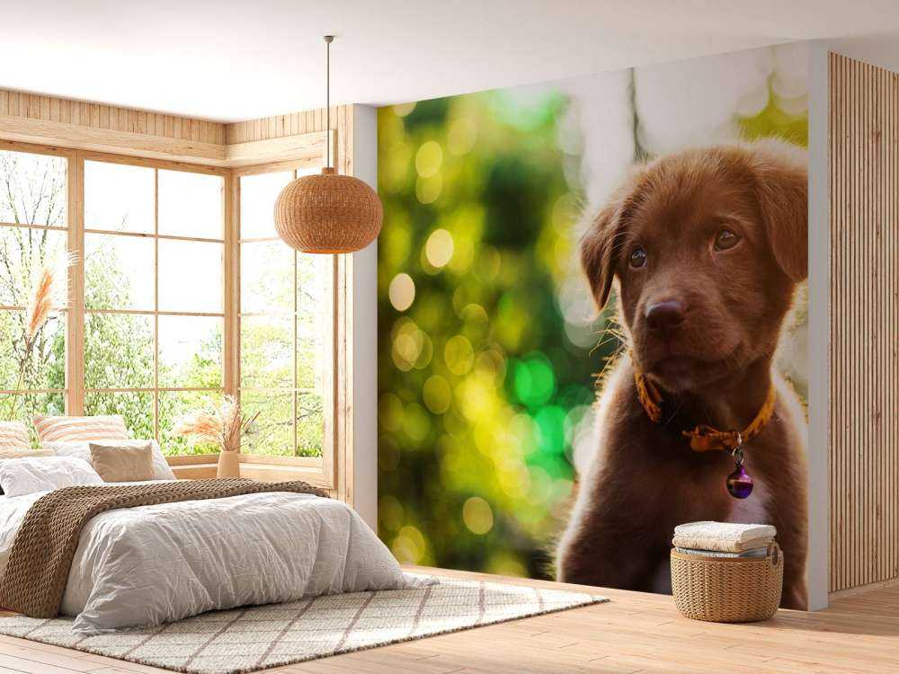 Bruine labrador met een wazige achtergrond