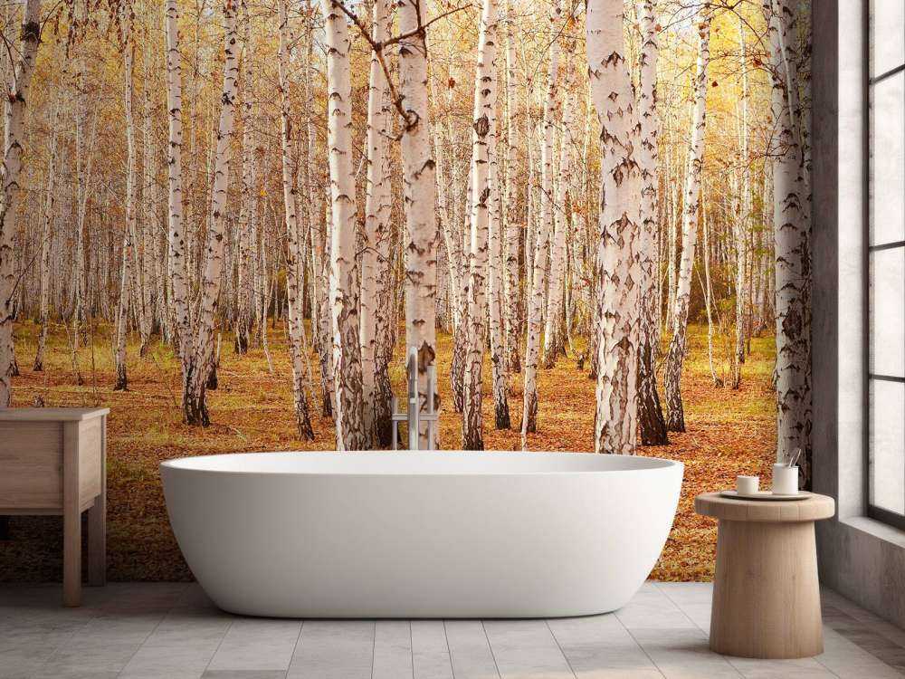 Berkenbomen in de Herfst