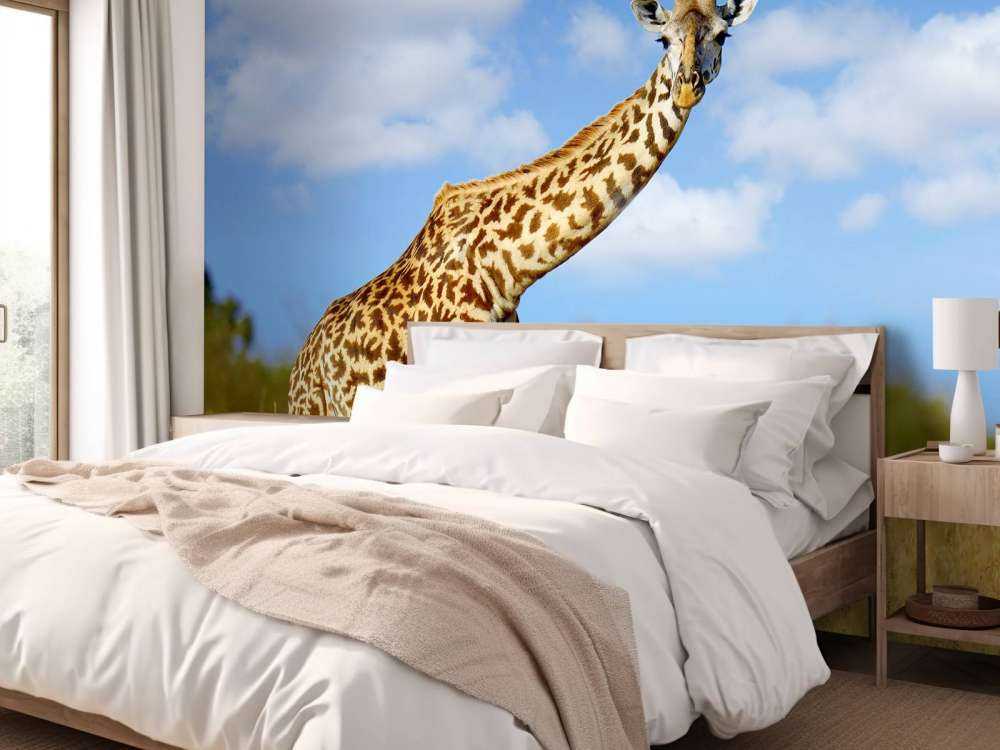 Giraffe met grappige houding