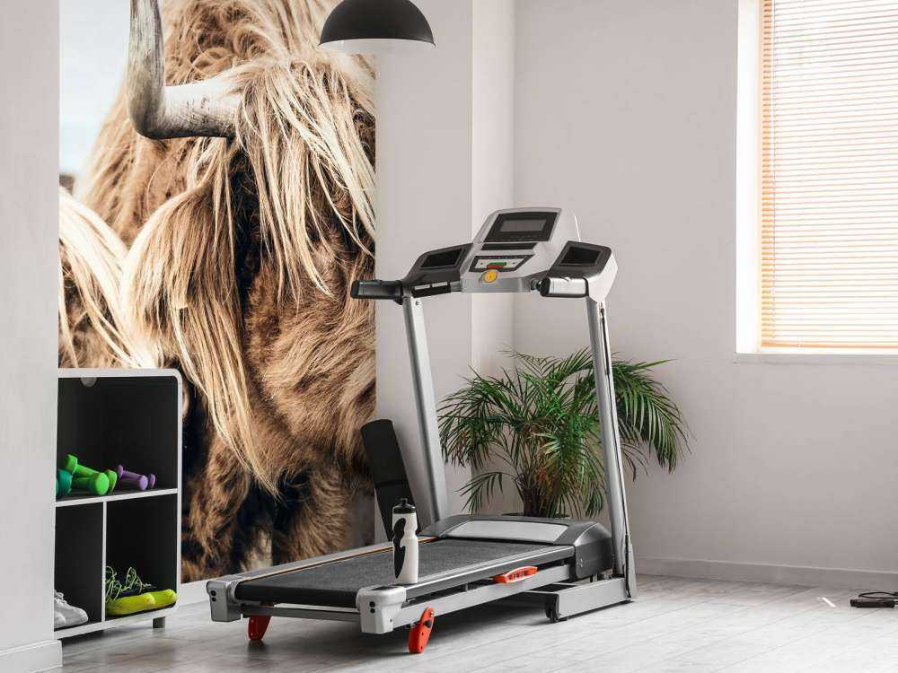 Twee Schotse hooglanders