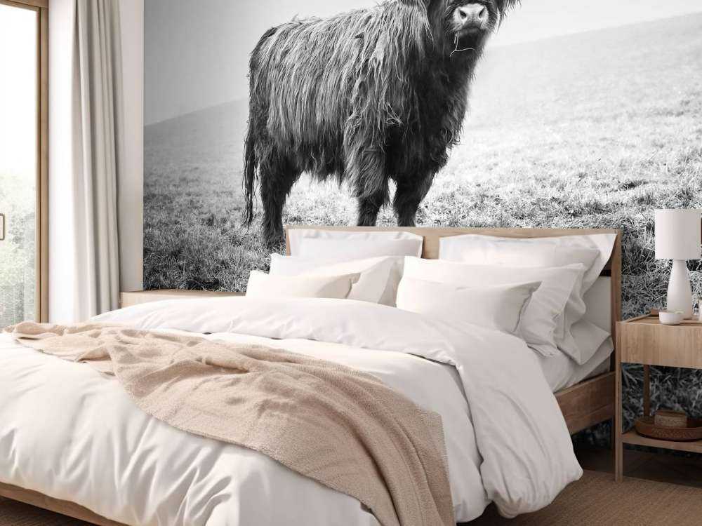 Schotse hooglander in het gras