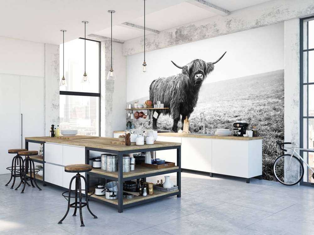 Schotse hooglander in het gras