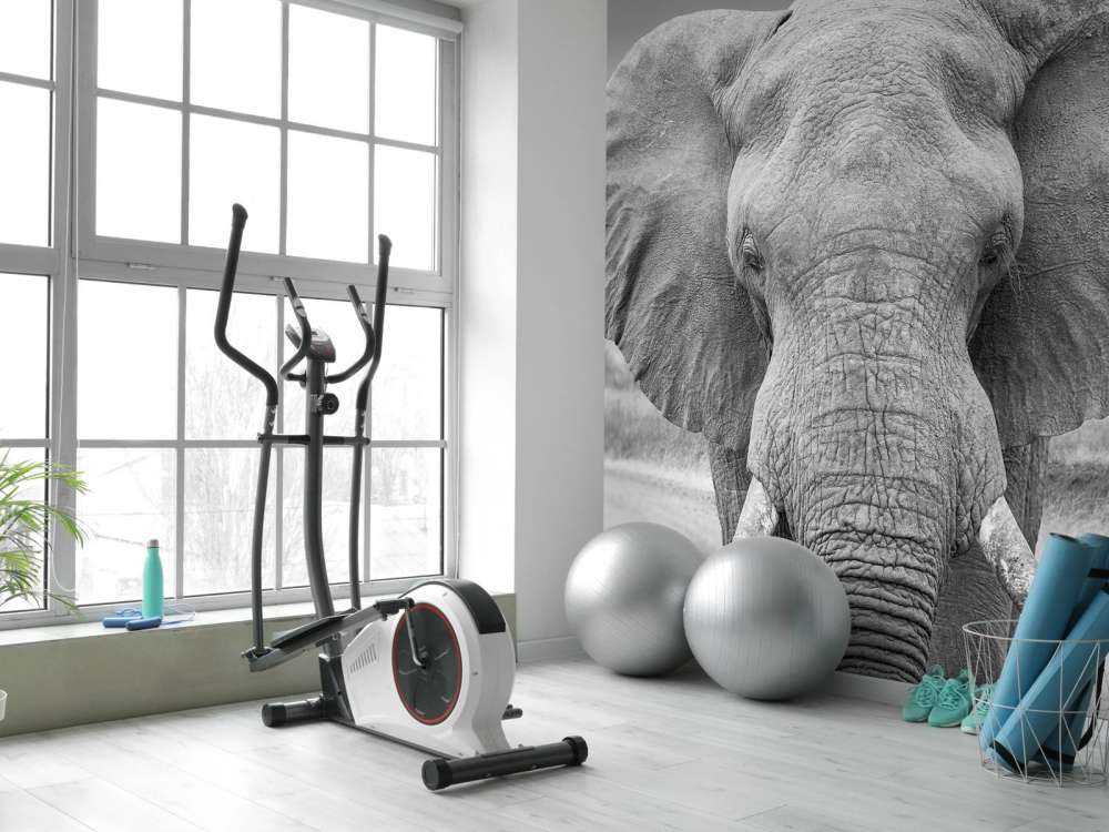 Olifant zwart-wit